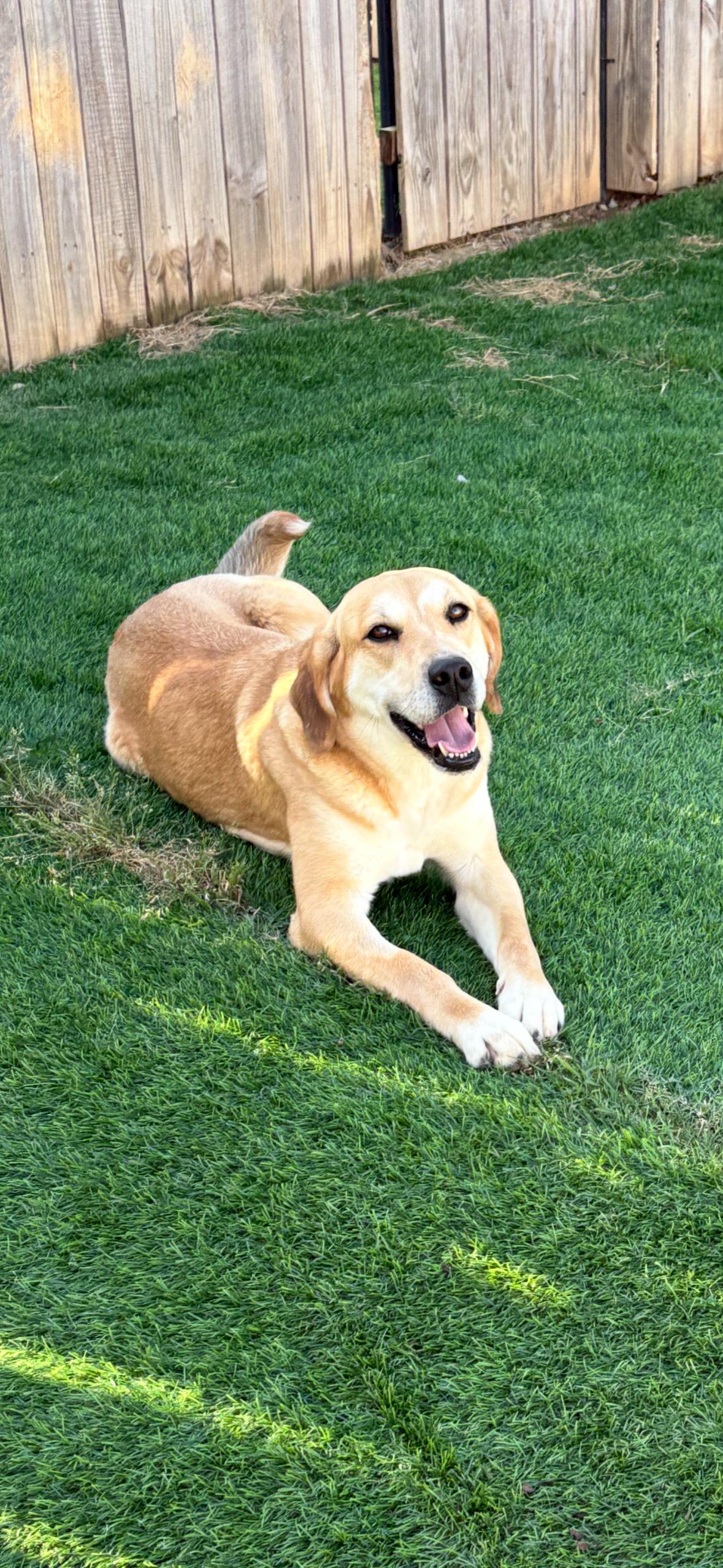 Celine, Adoptable, Adult Female Labrador Retriever.