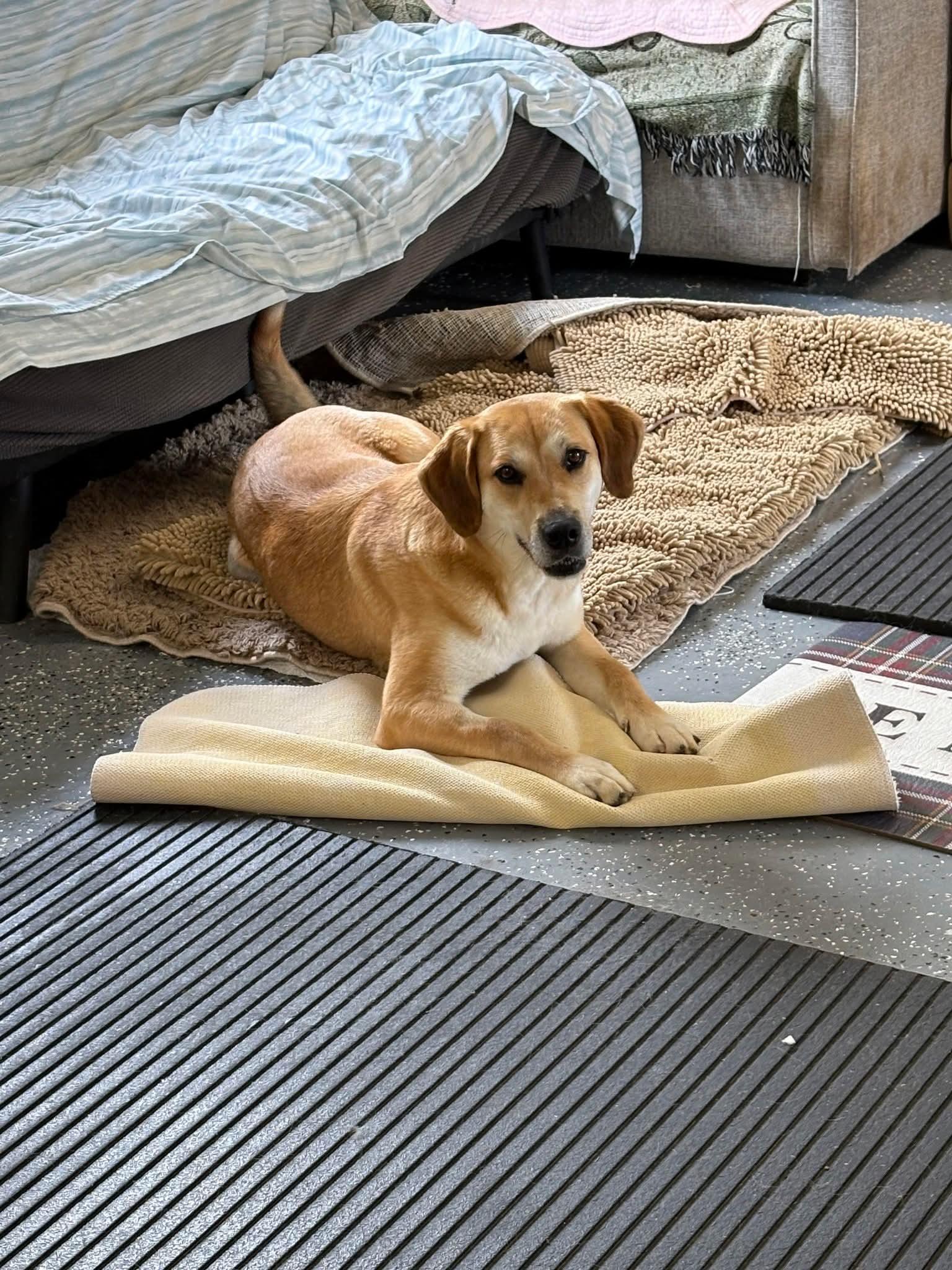 Enlarge Celine, a Adoptable Labrador Retriever in Shelbyville, TN image 2/3