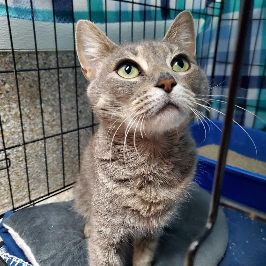 Mrs. Puff, Adoptable, Young Female Domestic Short Hair.