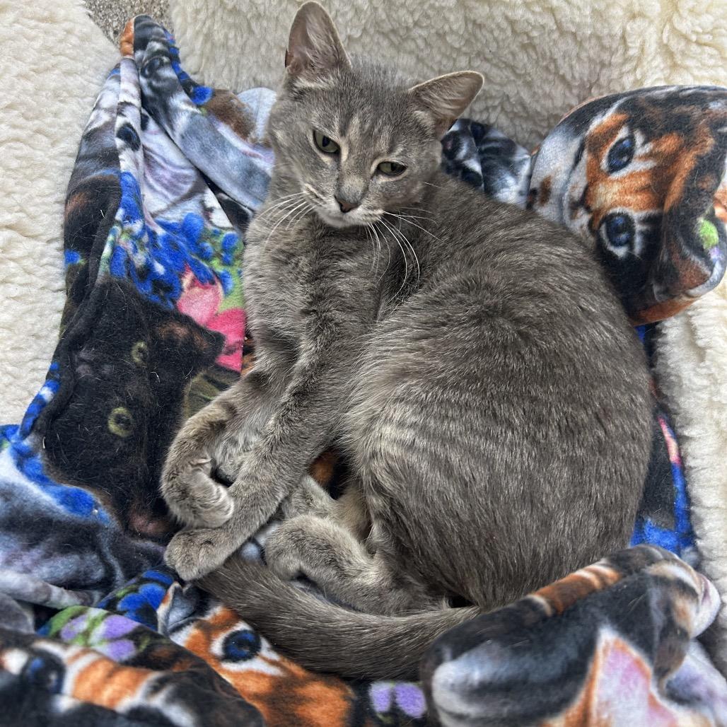 Enlarge Mrs. Puff, a Adoptable Domestic Short Hair in Detroit Lakes, MN image 2/3