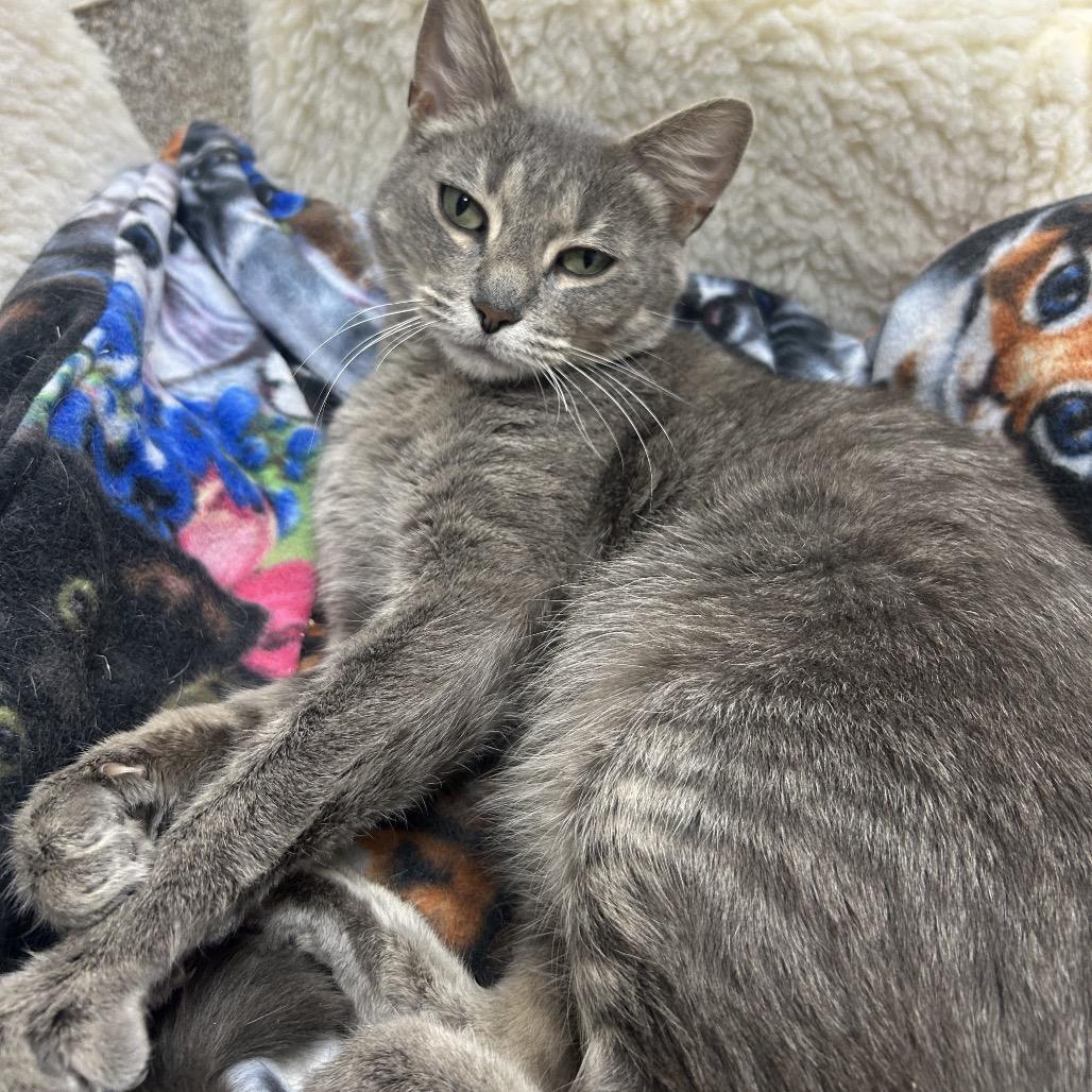 Enlarge Mrs. Puff, a Adoptable Domestic Short Hair in Detroit Lakes, MN image 3/3