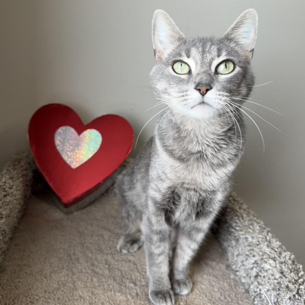 Mrs. Puff, a Adoptable Domestic Short Hair in Detroit Lakes, MN image 4/4