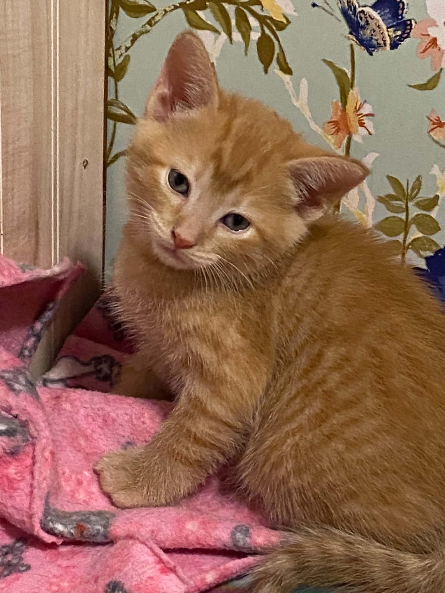 Abielle, adopted, Kitten Male Tabby & Domestic Short Hair.