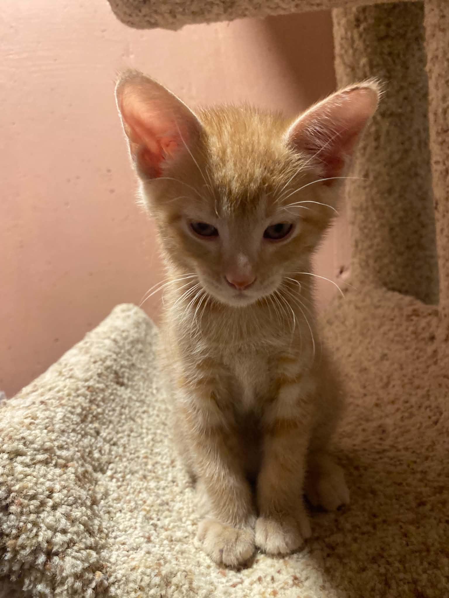 Enlarge Abielle, an adopted mixed breed in Kenosha , WI image 2/5