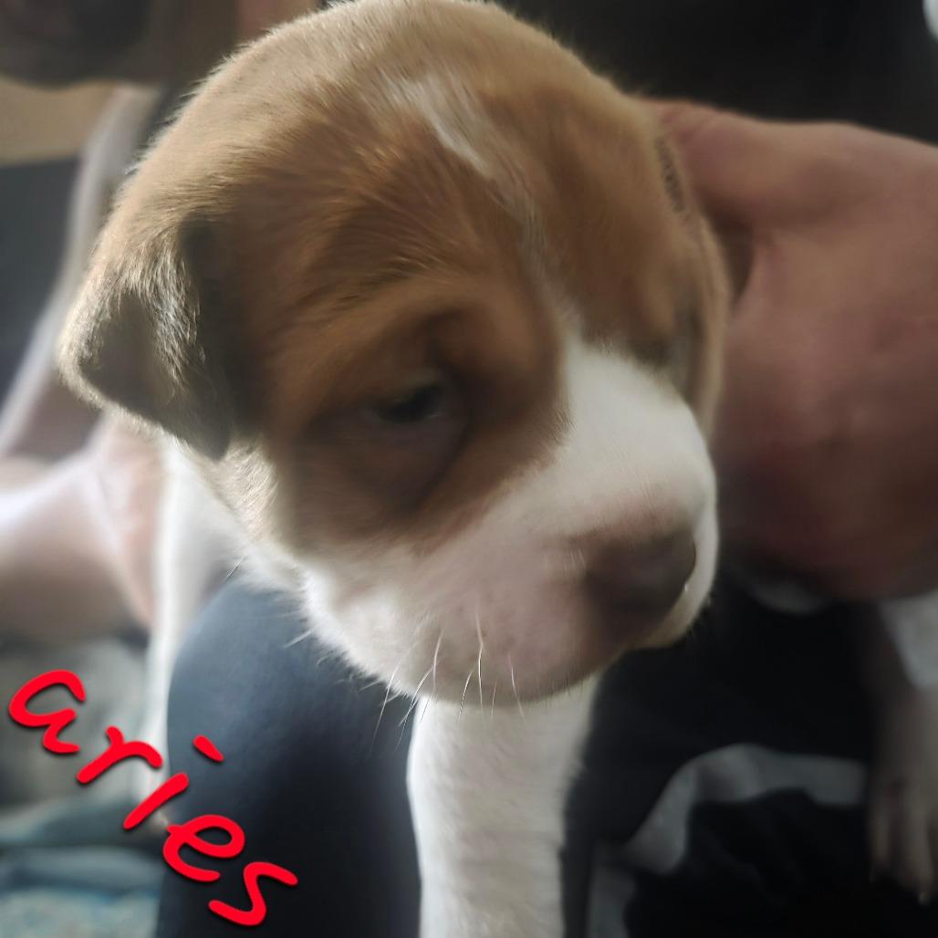 Aries, Adoptable, Puppy Male Pit Bull Terrier & American Bulldog.