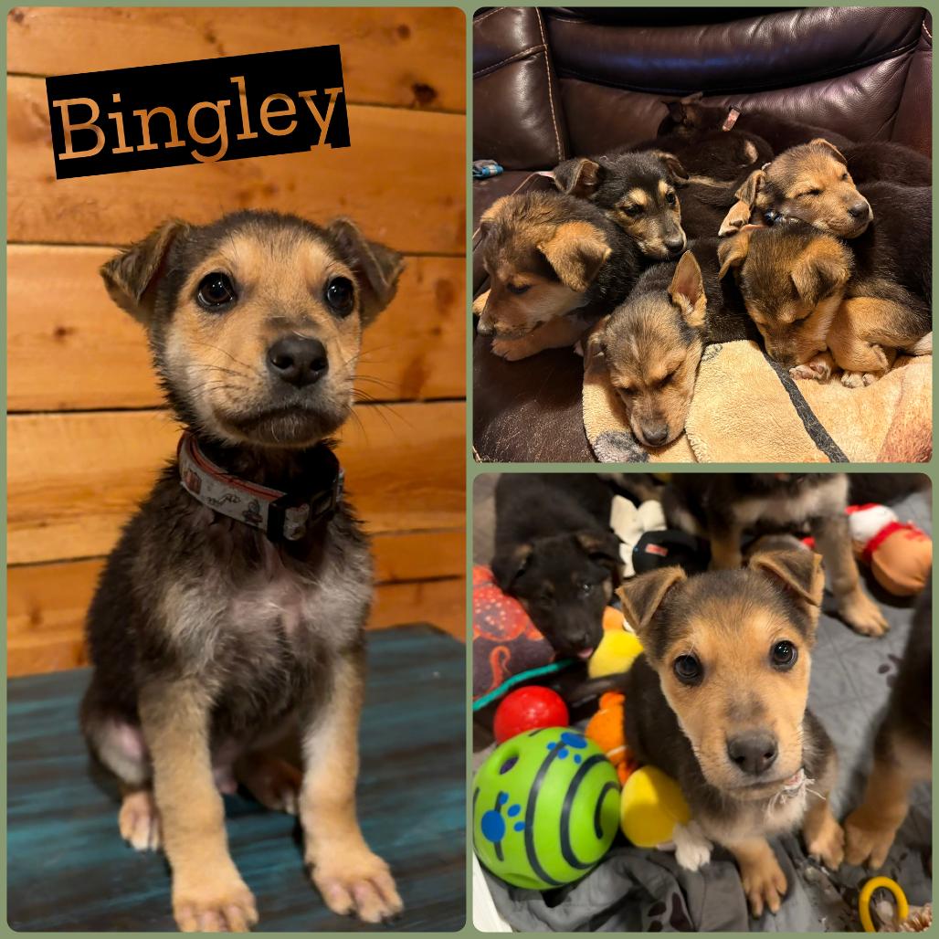 Enlarge Bingley, a Adoptable German Shepherd Dog in Idaho Falls, ID image 1/1