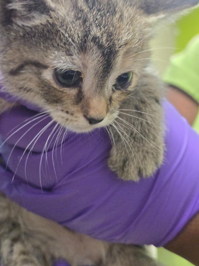 Penny, Adoptable, Kitten Female Domestic Short Hair.
