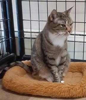 Roxy, Adoptable, Adult Female Domestic Short Hair.