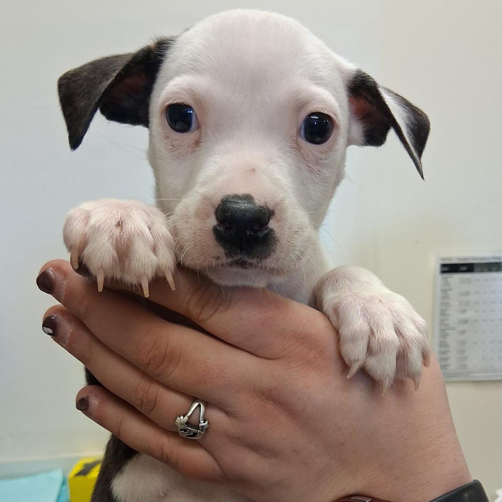 Enlarge Almond Joy, a Adoptable mixed breed in Vinita, OK image 1/6