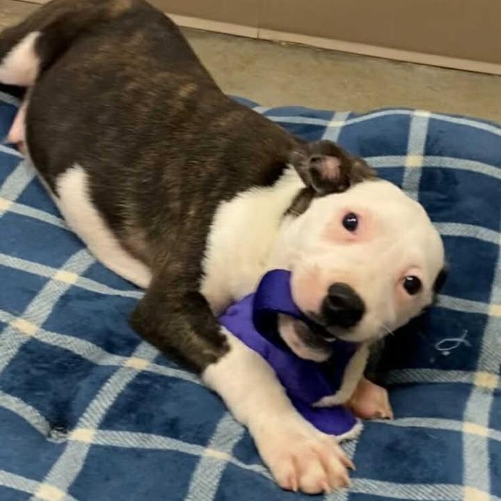 Enlarge Almond Joy, a Adoptable mixed breed in Vinita, OK image 2/6