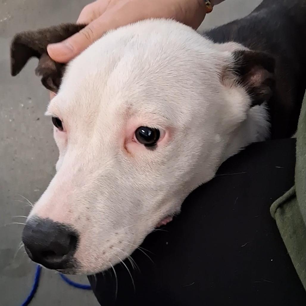 Enlarge Almond Joy, a Adoptable mixed breed in Vinita, OK image 3/6