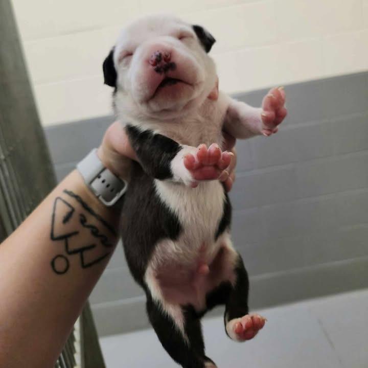 Enlarge Almond Joy, a Adoptable mixed breed in Vinita, OK image 4/6