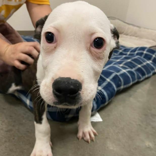 Enlarge Almond Joy, a Adoptable mixed breed in Vinita, OK image 5/6