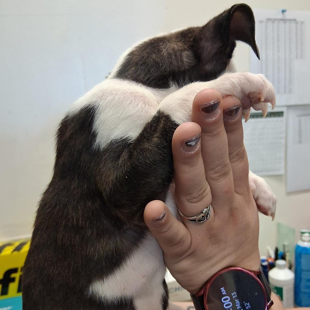 Enlarge Almond Joy, a Adoptable mixed breed in Vinita, OK image 6/6