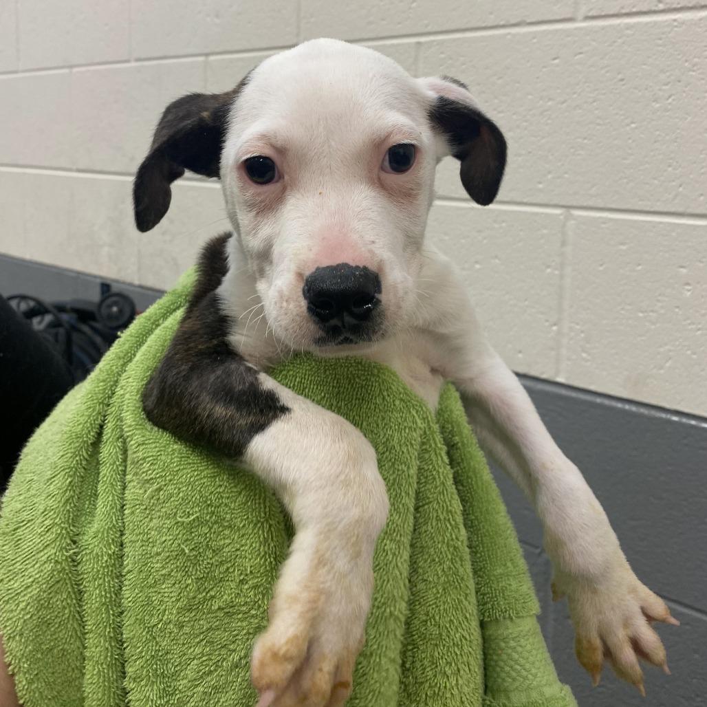 Enlarge Almond Joy, a Adoptable mixed breed in Vinita, OK image 3/3