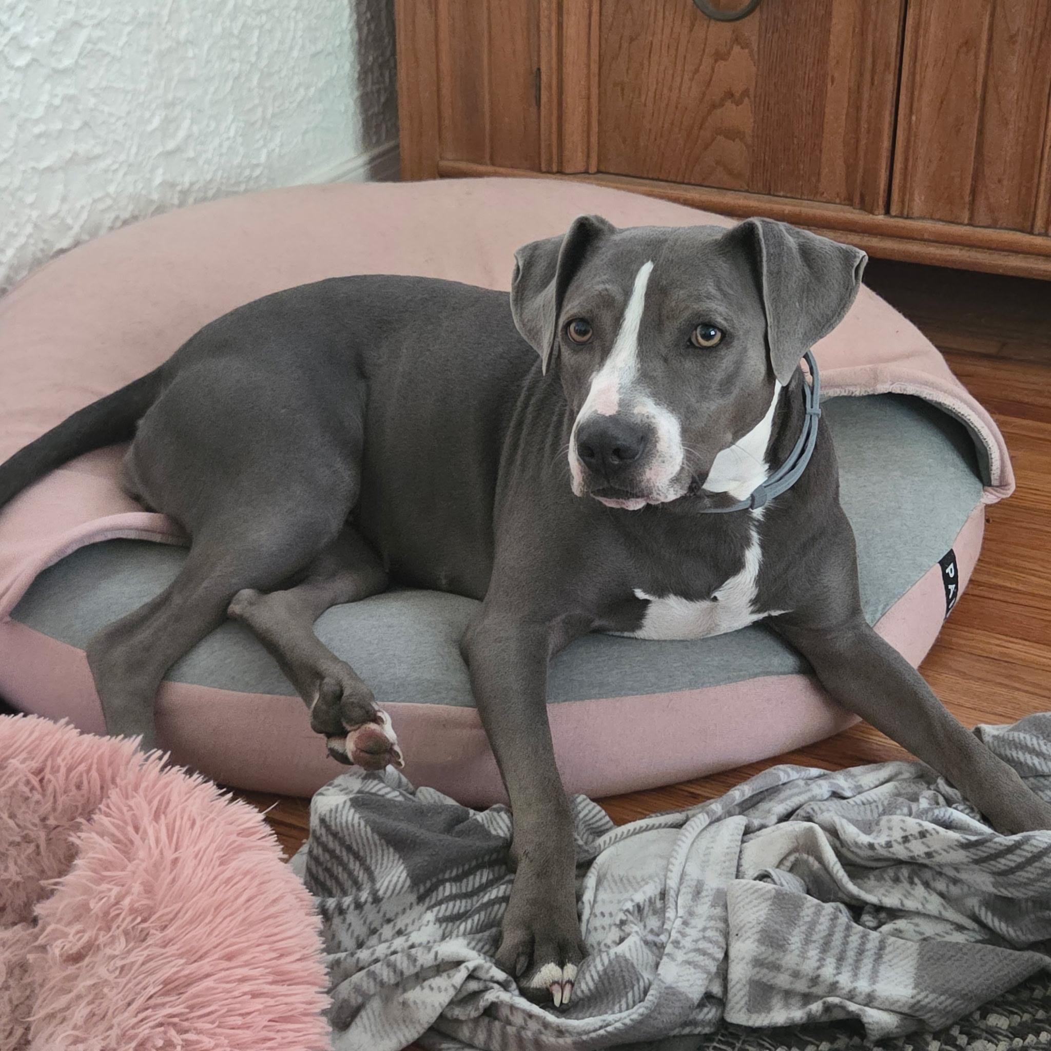 Jewel, Adoptable, Adult Female Mixed Breed.