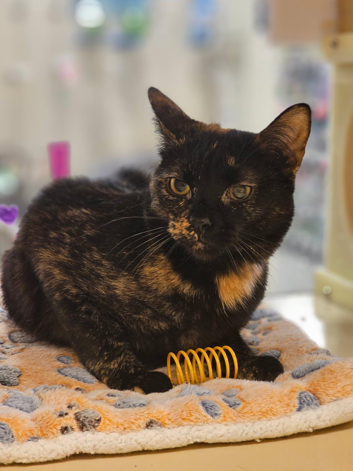 Tara, a Adoptable Domestic Short Hair in Richmond, VA image 3/5