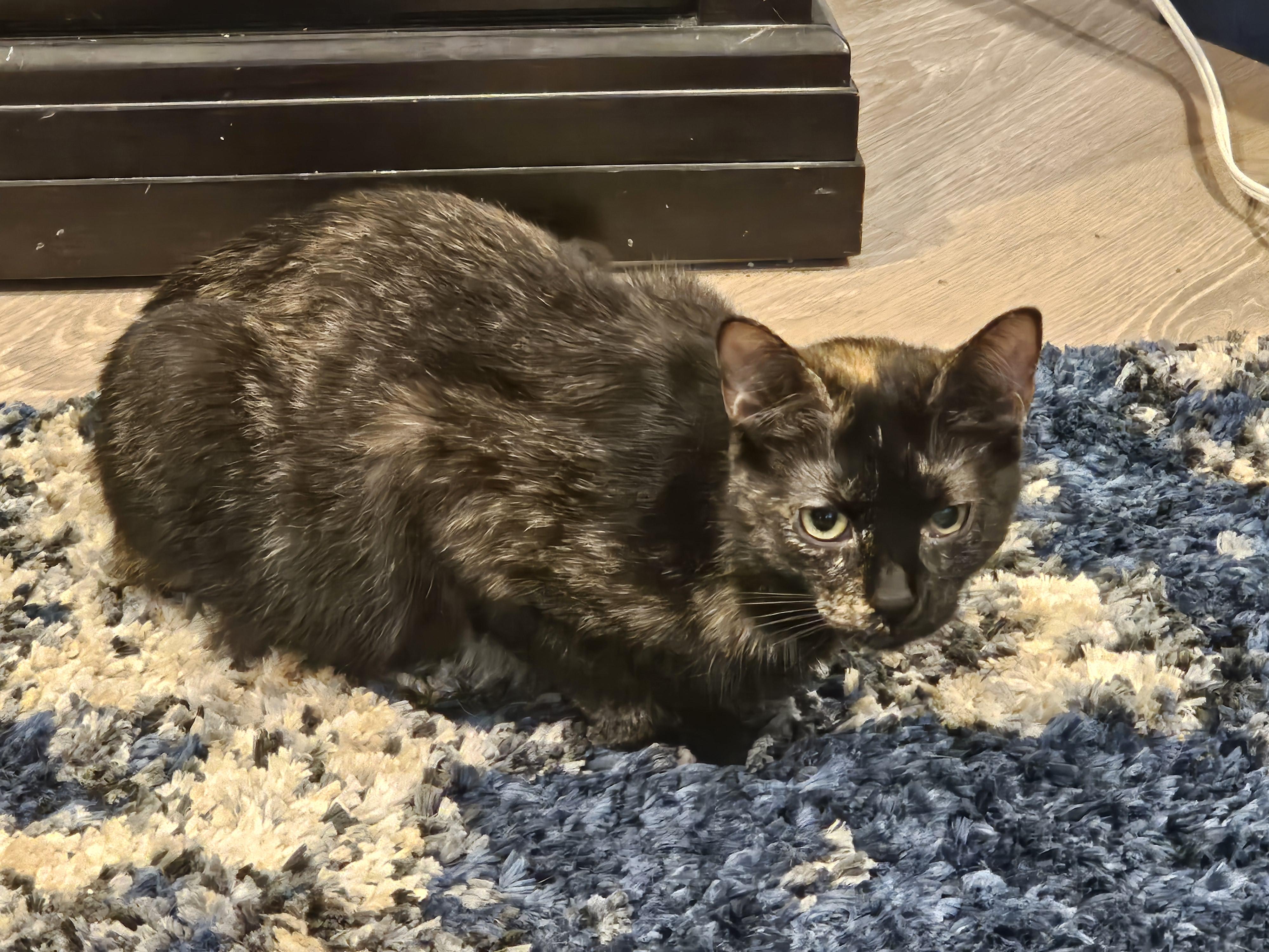 Tara, Adoptable, Young Female Domestic Short Hair.