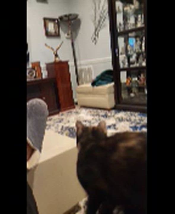 Enlarge Tara, a Adoptable Domestic Short Hair in Richmond, VA video 5/5