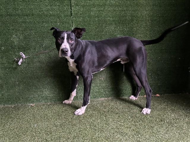 BECKETT, Adoptable, Young Male Labrador Retriever & Mixed Breed.