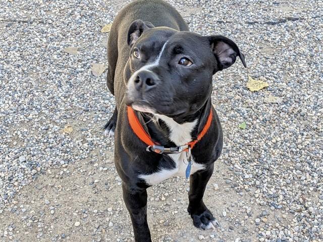 GUNNER, Adoptable, Young Male American Bulldog.
