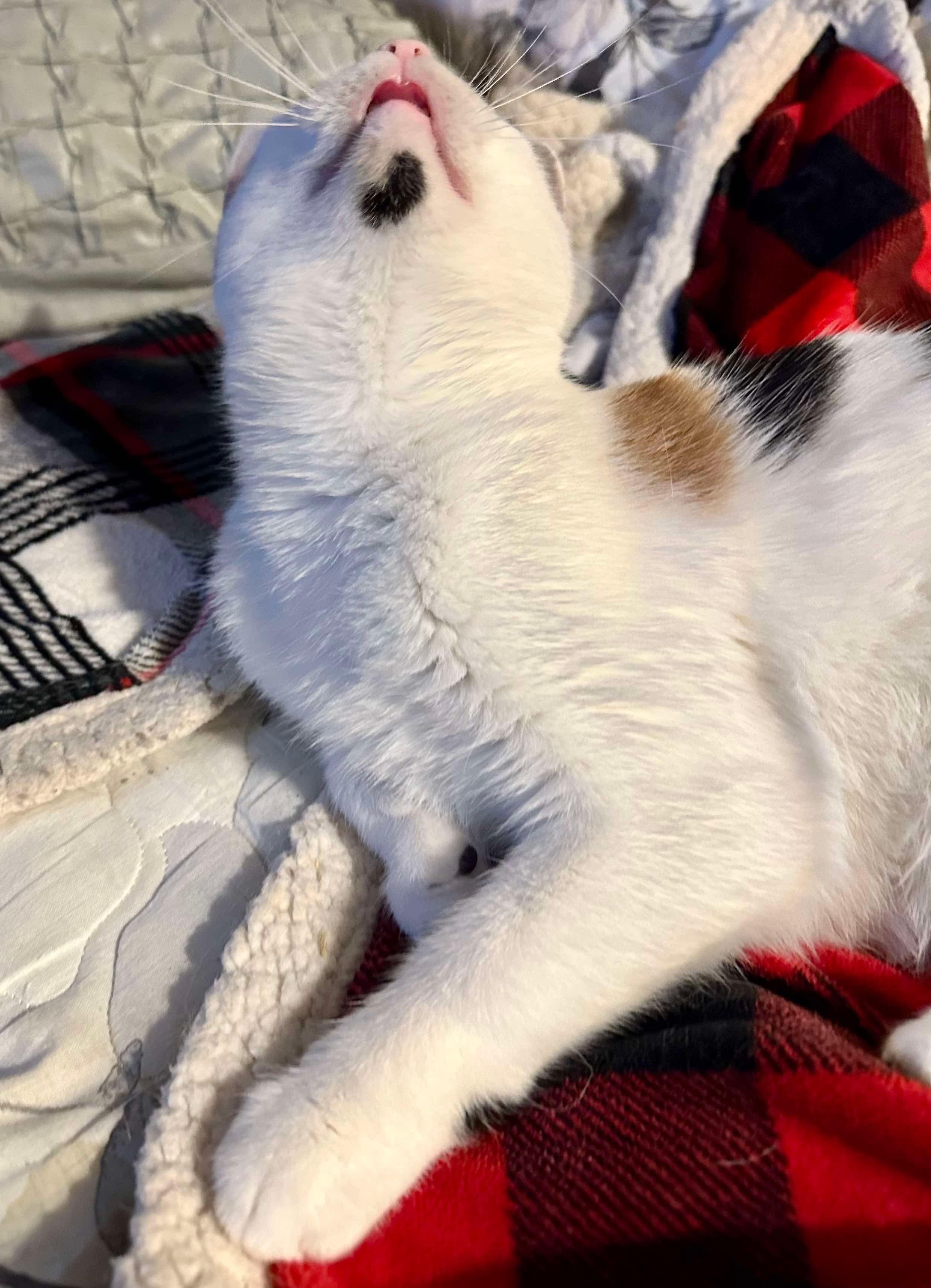 Ladybug (manx syndrome), a Adoptable Domestic Short Hair in Stoughton, WI image 6/6