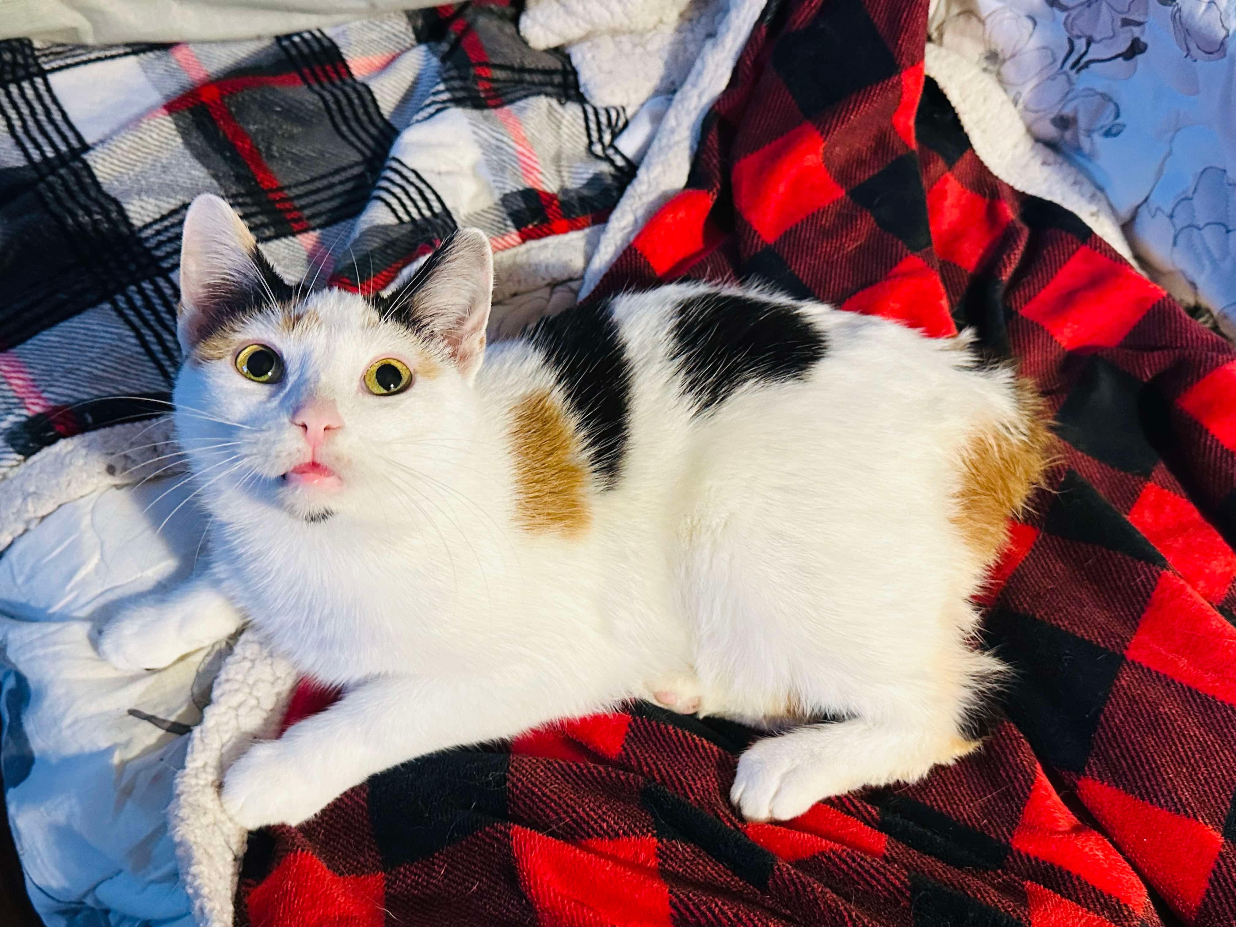 Ladybug (manx syndrome), a Adoptable Domestic Short Hair in Stoughton, WI image 2/6