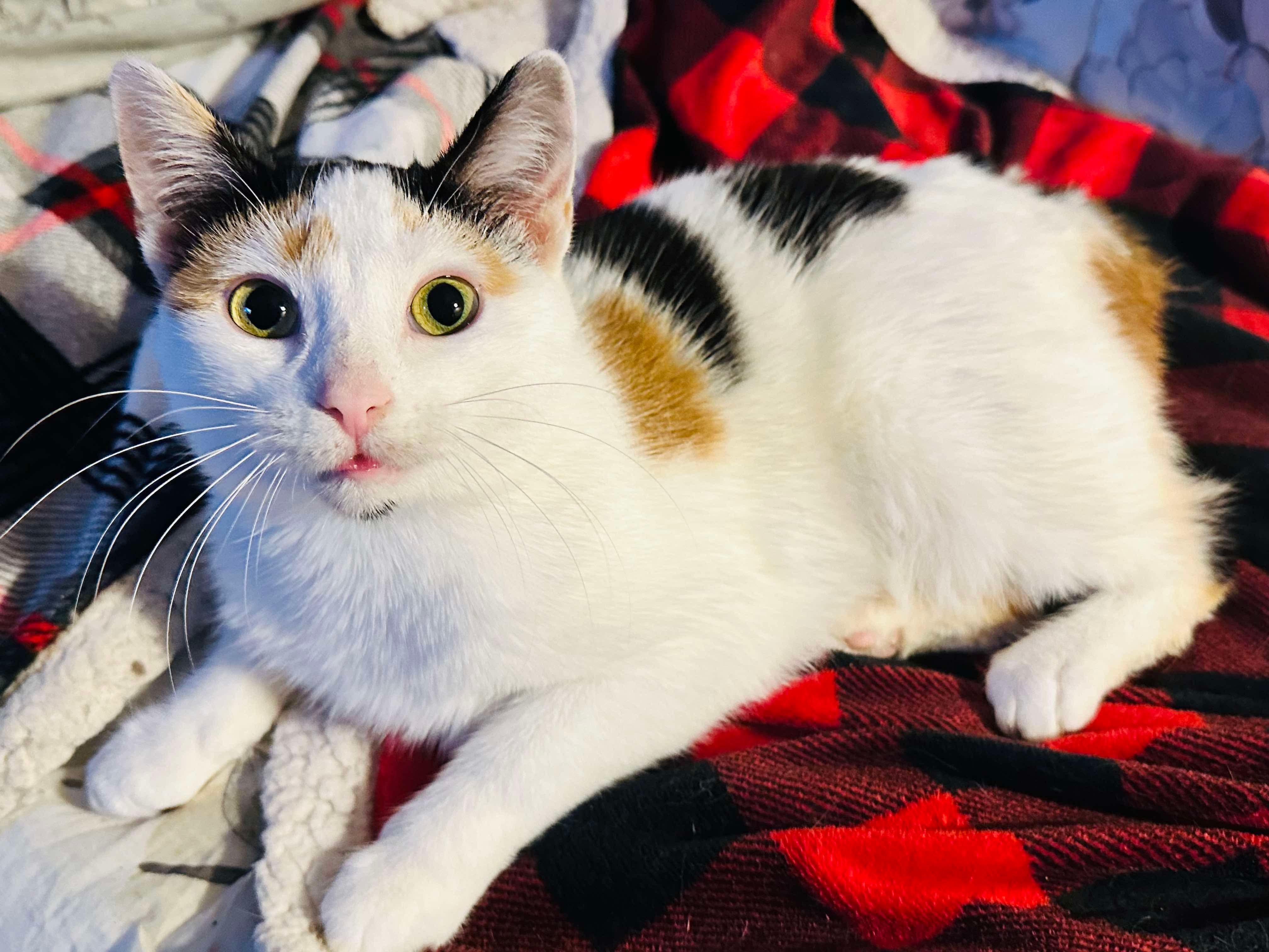 Ladybug (manx syndrome), a Adoptable Domestic Short Hair in Stoughton, WI image 5/6