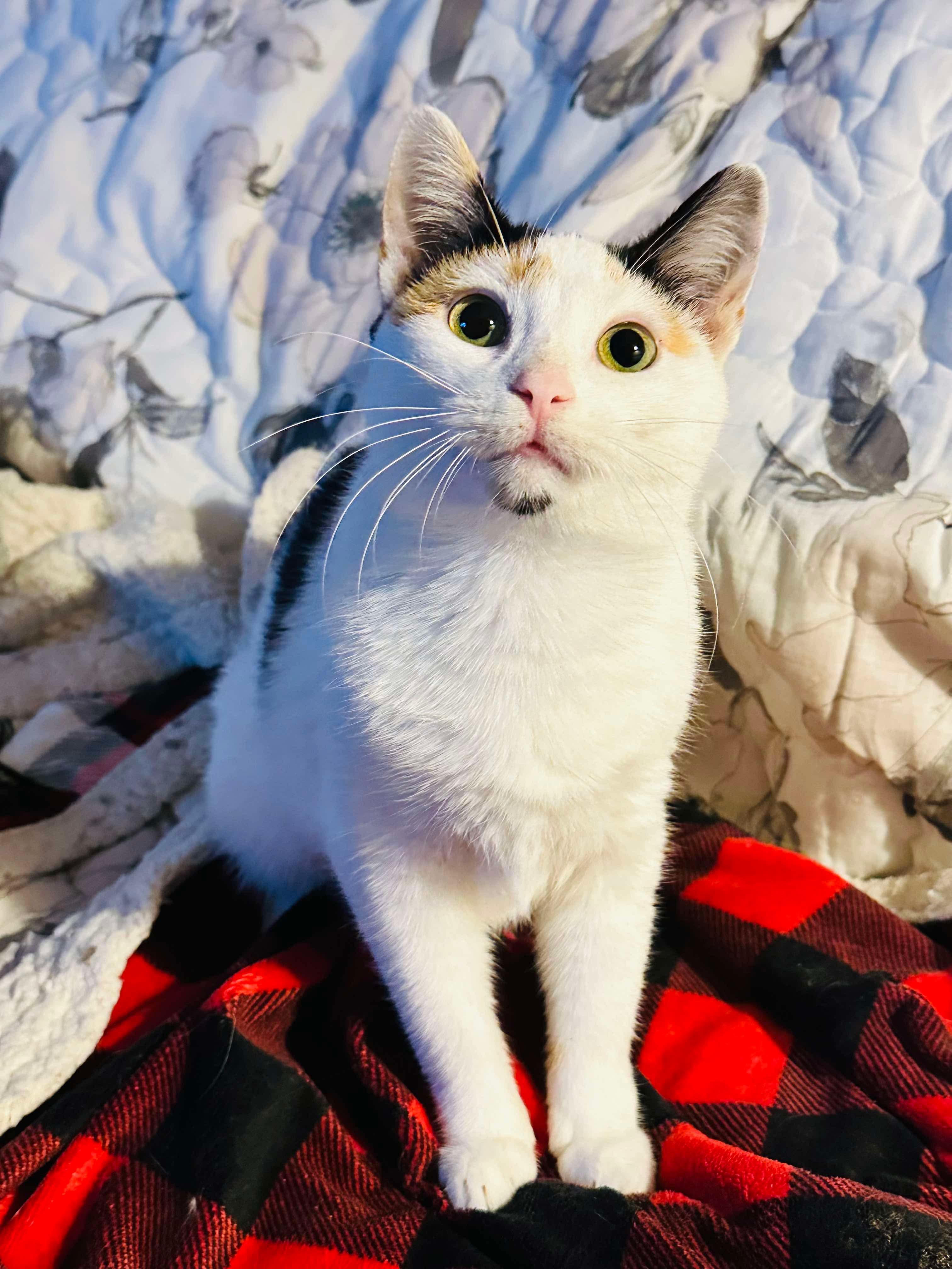 Ladybug (manx syndrome), a Adoptable Domestic Short Hair in Stoughton, WI image 1/6