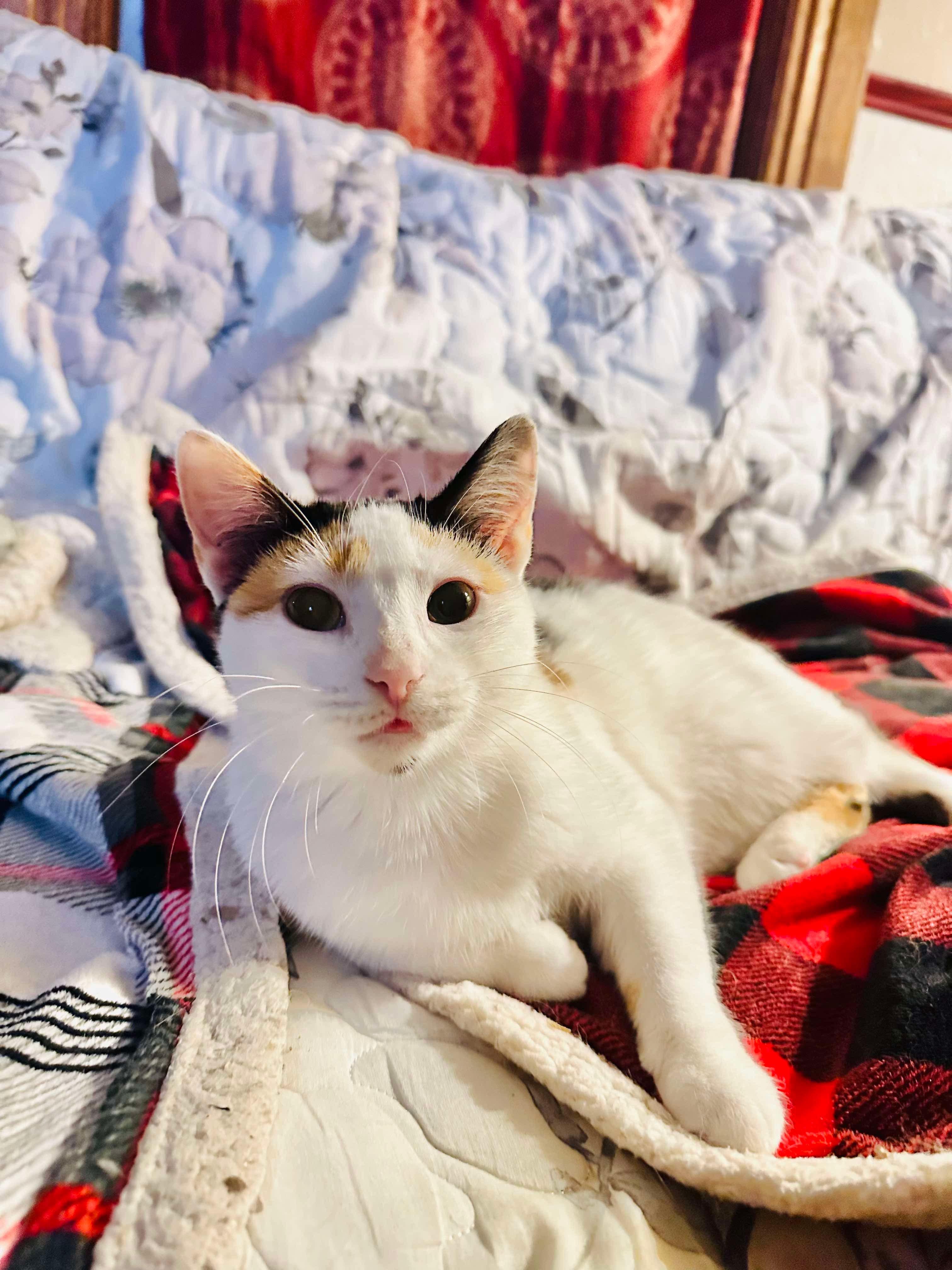 Ladybug (manx syndrome), an adoptable Domestic Short Hair in Stoughton, WI, 53589 | Photo Image 4