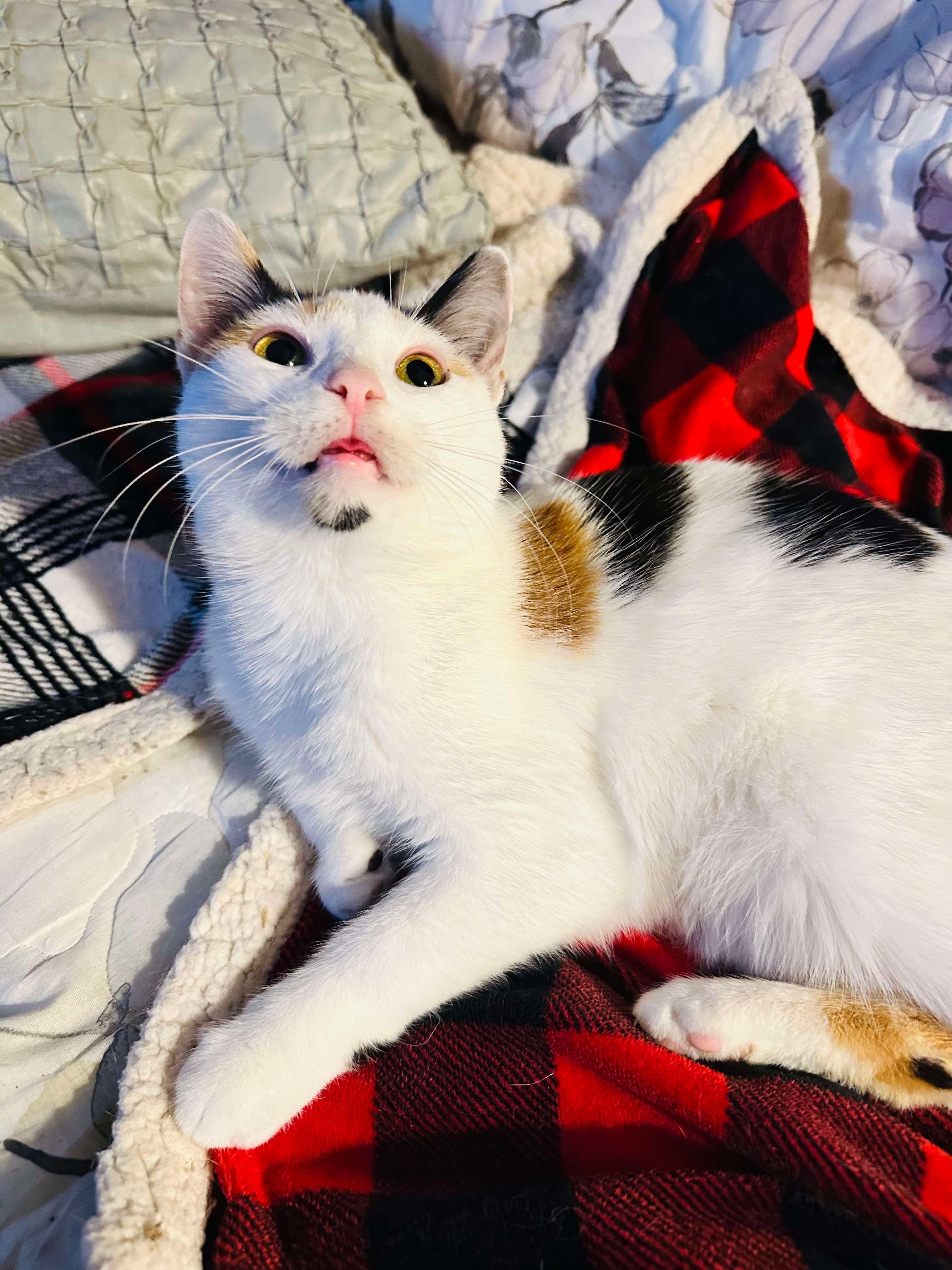 Ladybug (manx syndrome), an adoptable Domestic Short Hair in Stoughton, WI, 53589 | Photo Image 3