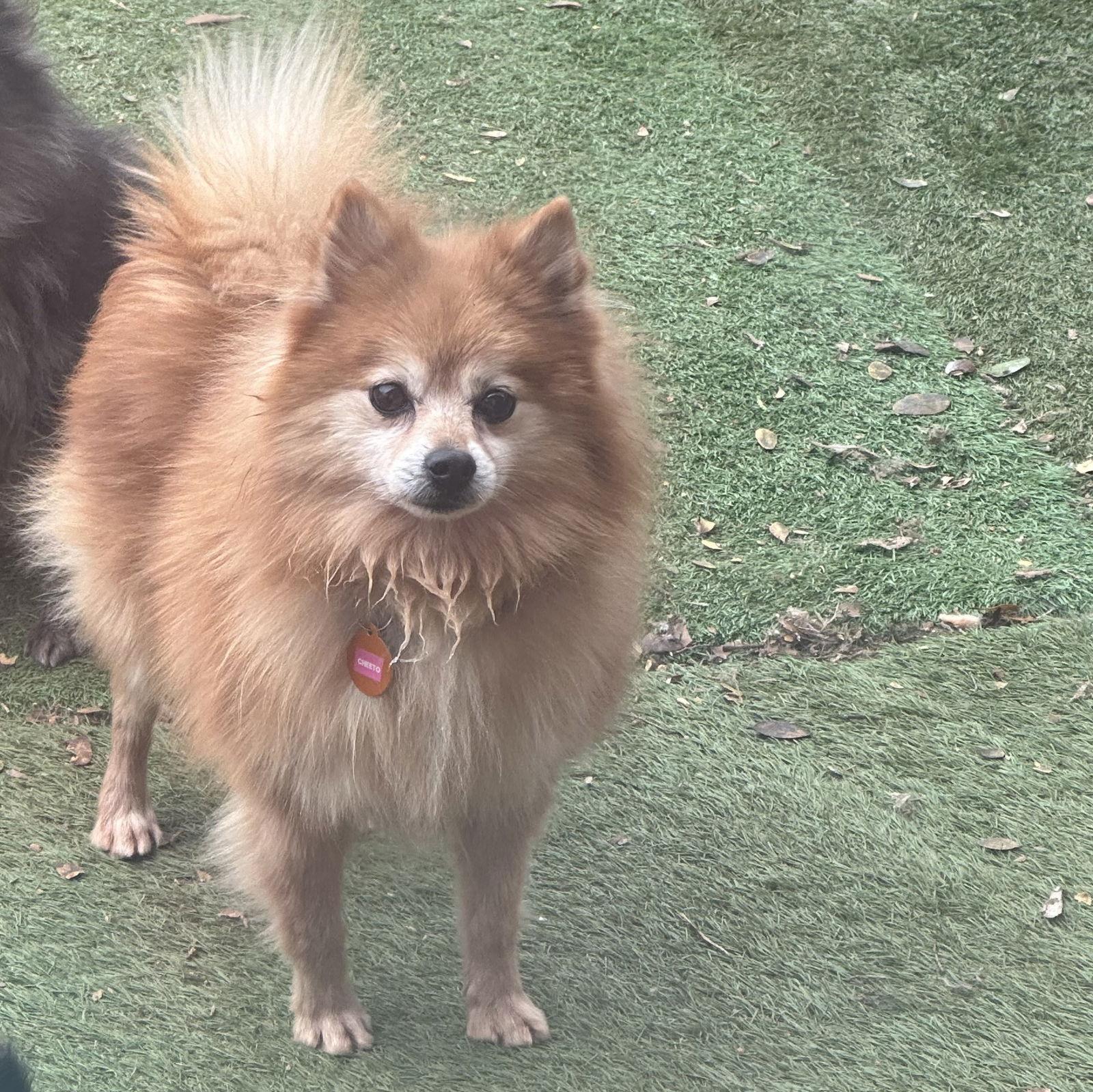 Enlarge Cheetos, a Adoptable Pomeranian in Garland, TX image 1/3