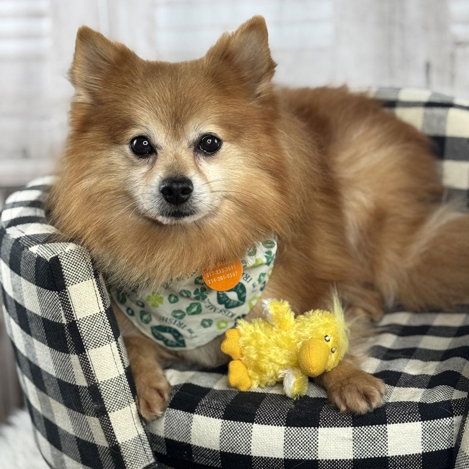 Enlarge Cheetos, a Adoptable Pomeranian in Garland, TX image 2/3