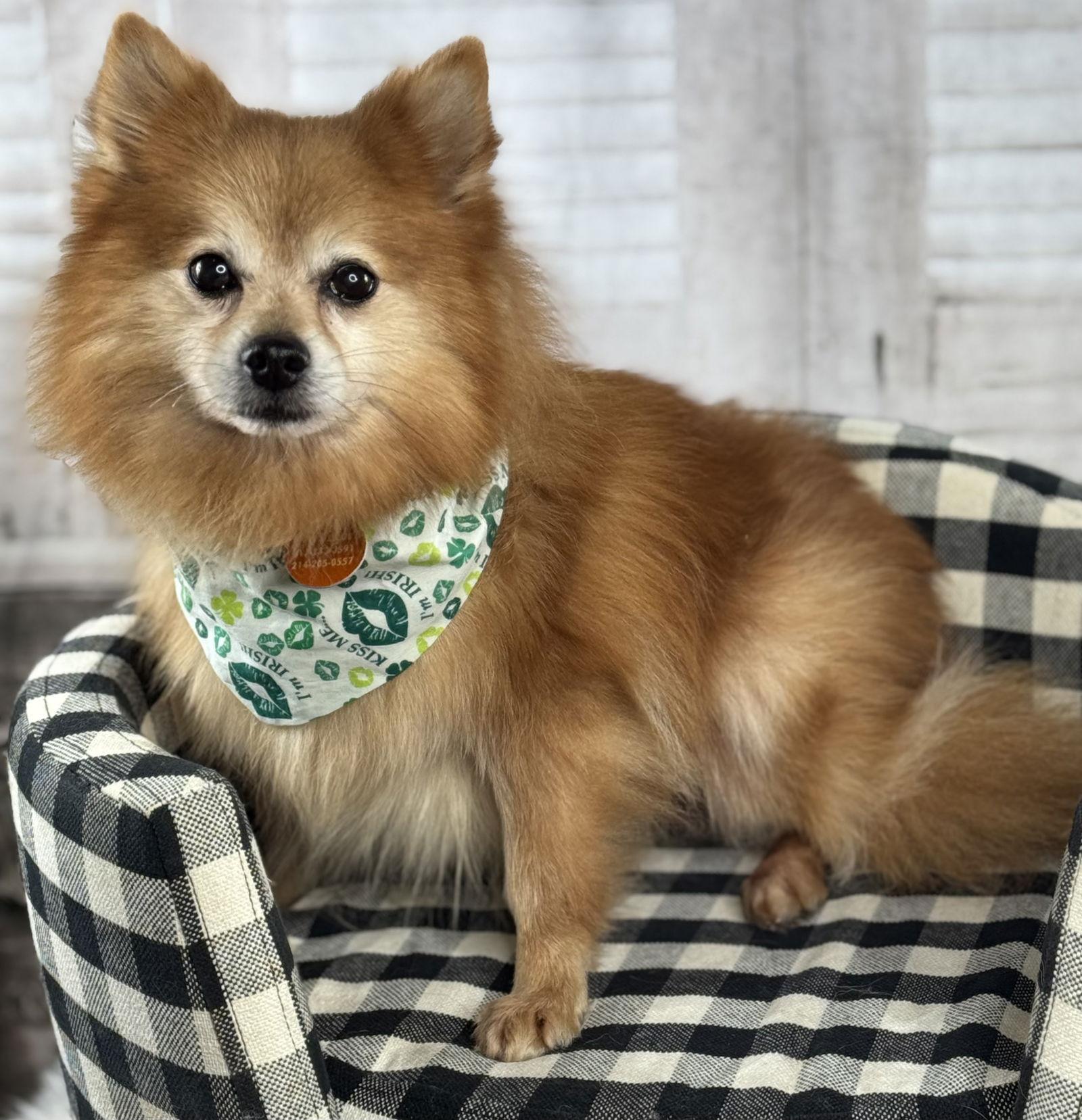 Enlarge Cheetos, a Adoptable Pomeranian in Garland, TX image 3/3