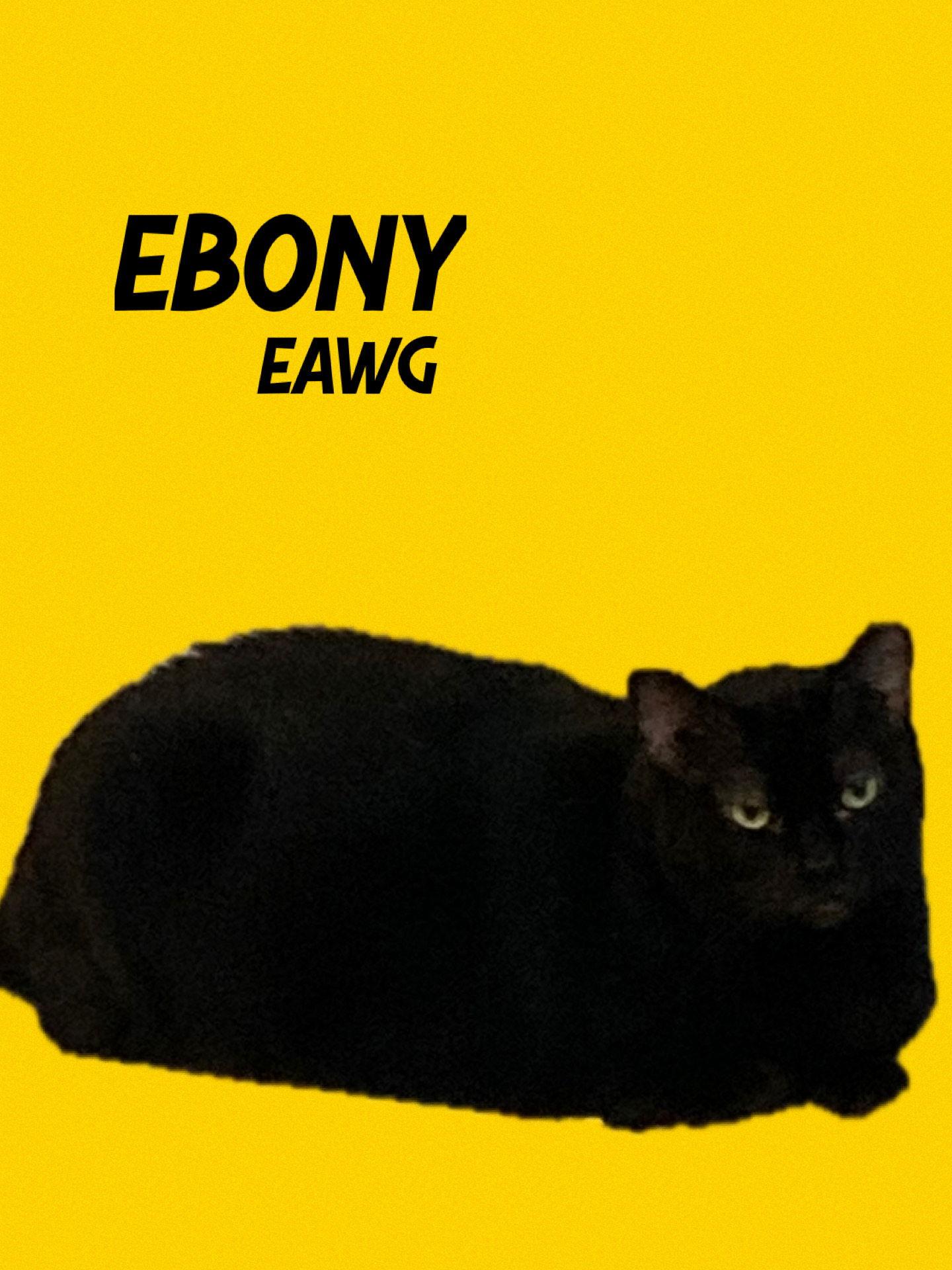 Enlarge Ebony, a Adoptable Domestic Short Hair in Pensacola, FL image 1/1