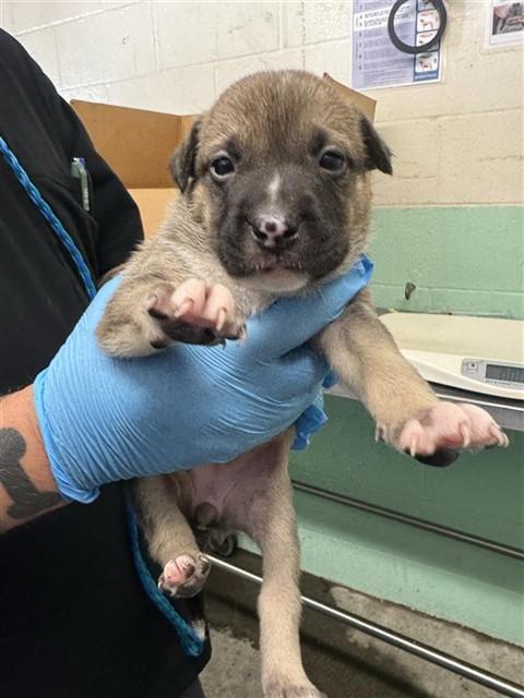 ONYX, Adoptable, Puppy Female Dogo Argentino & Mixed Breed.