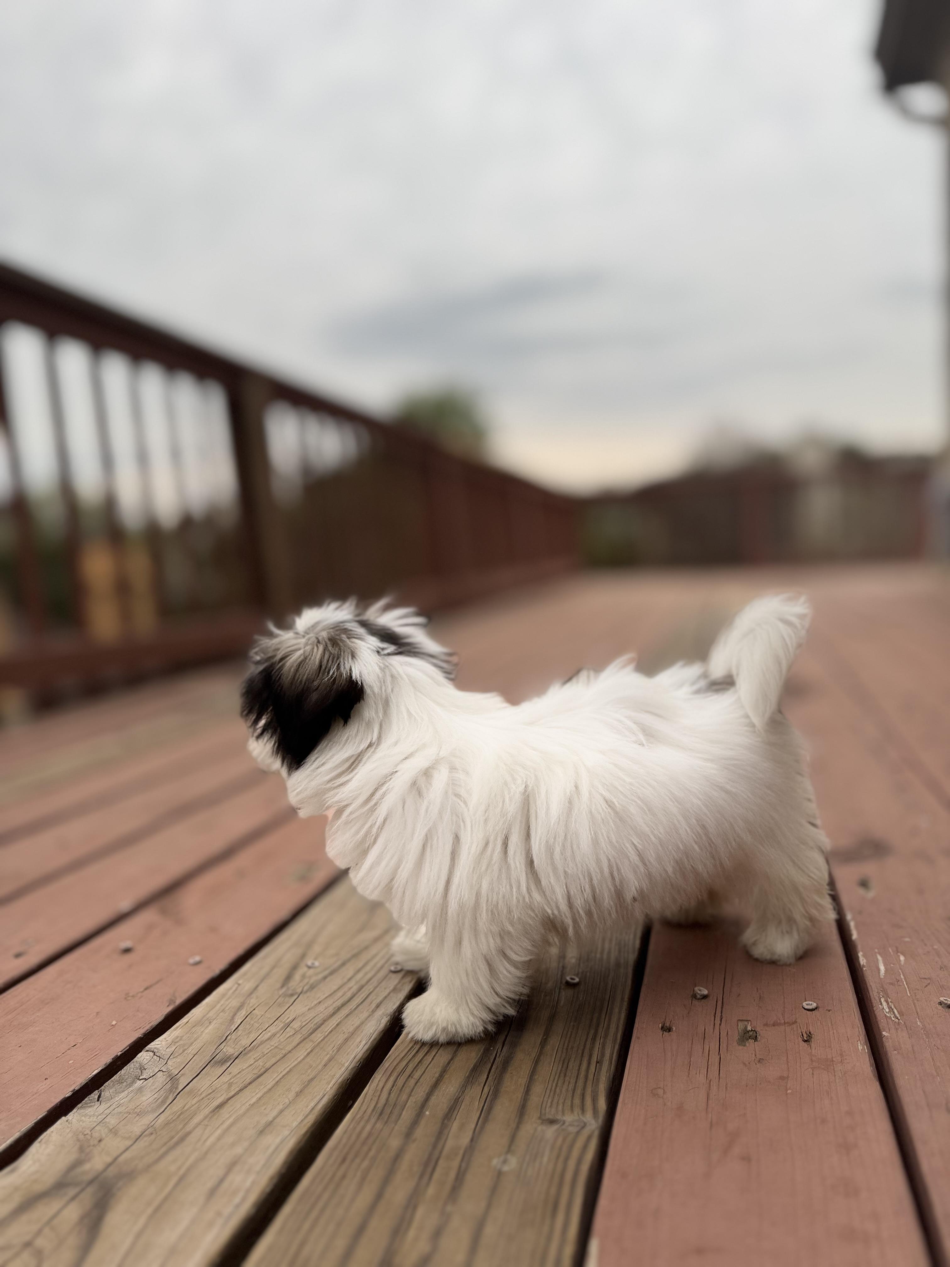 Mika, Adopted, Puppy Female Shih Tzu.