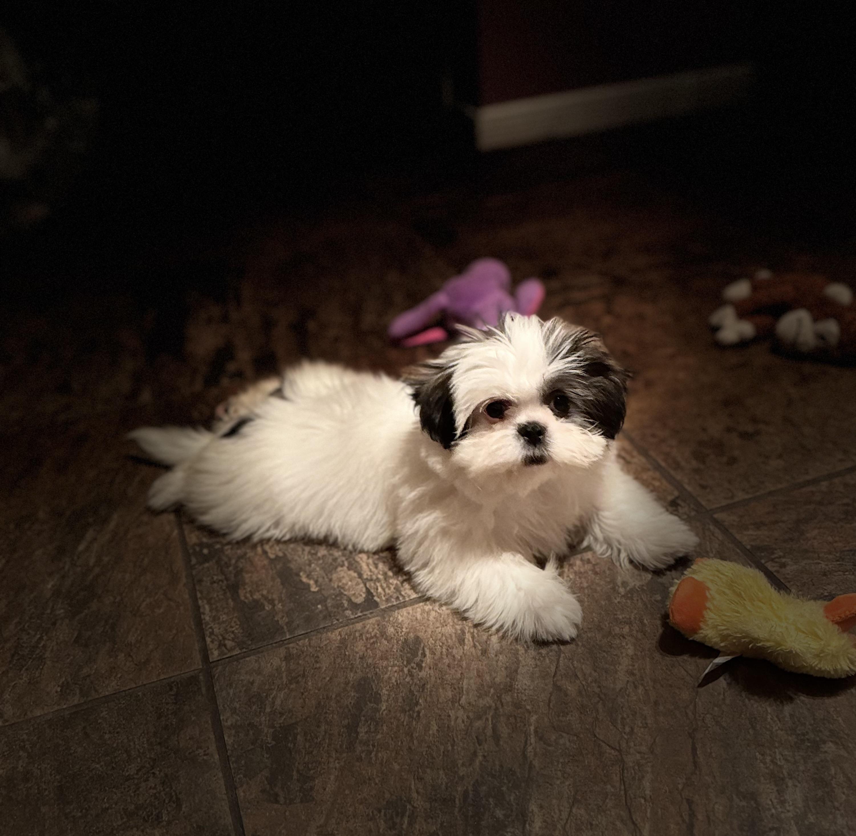Mika, a Adopted Shih Tzu in Lakeway, TX image 2/3