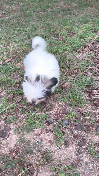 Enlarge Mika, a Adopted Shih Tzu in Lakeway, TX video 3/3