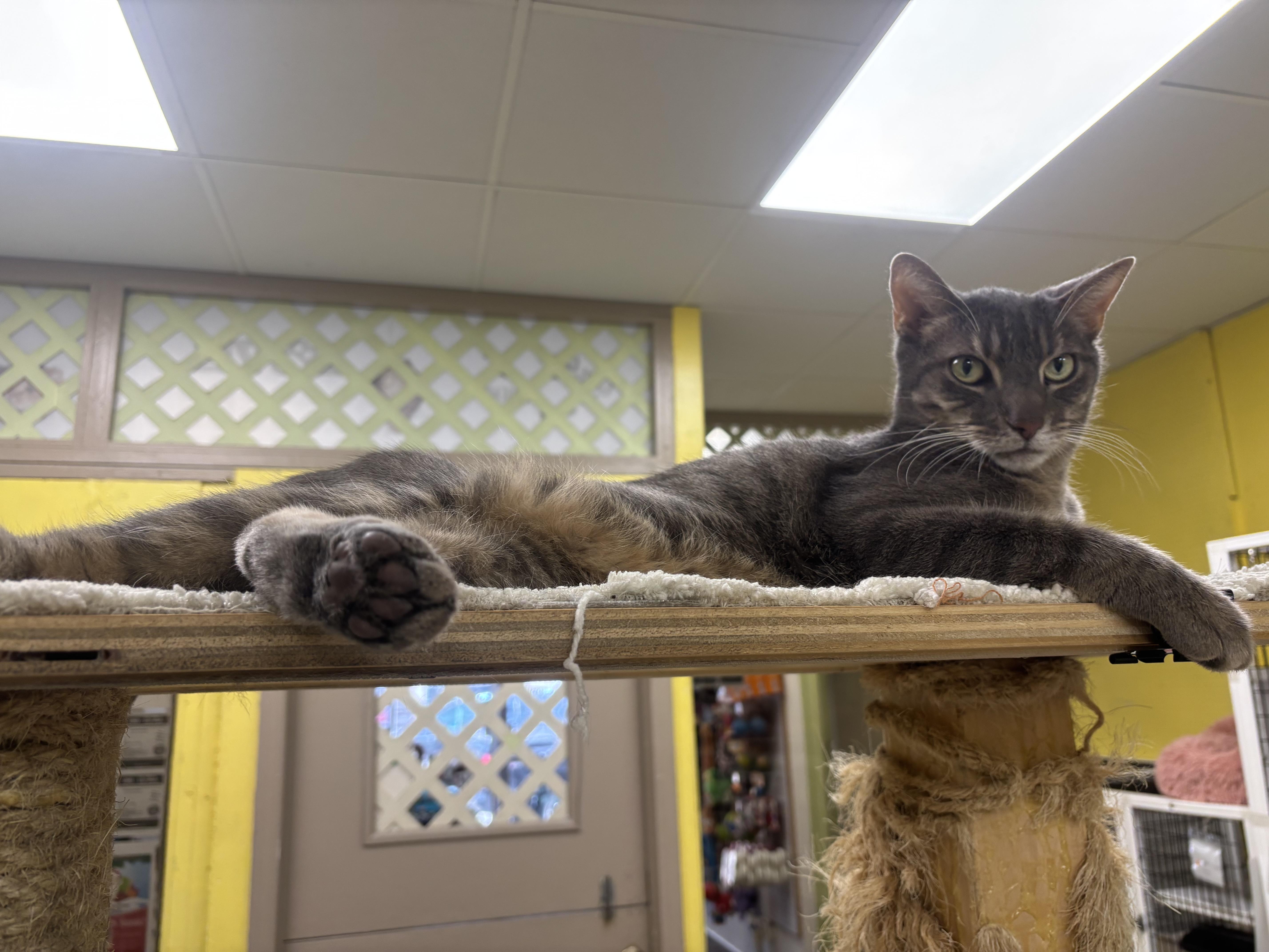 18, a Adoptable Domestic Short Hair in Lyndhurst, NJ image 2/3