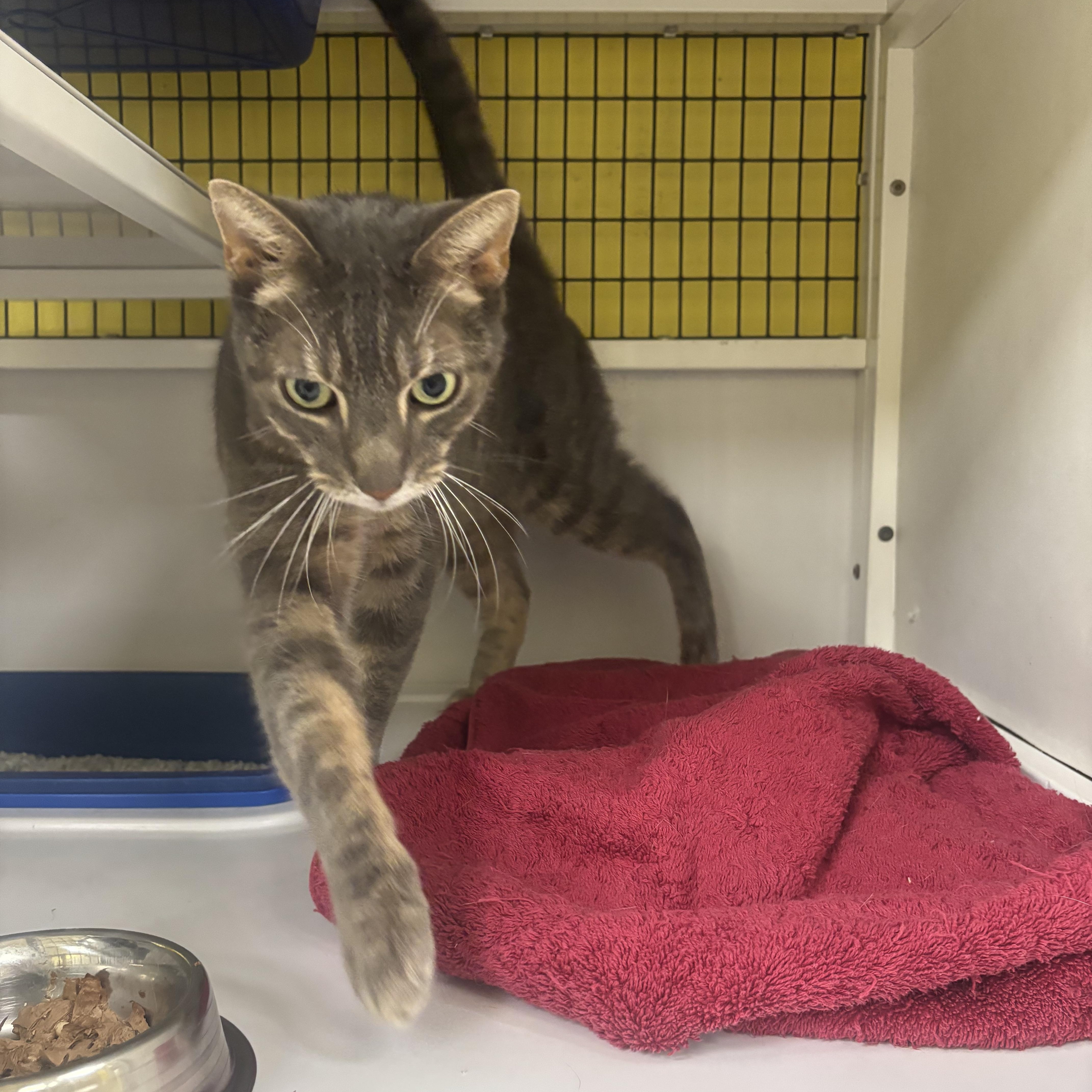 18, a Adoptable Domestic Short Hair in Lyndhurst, NJ image 3/3