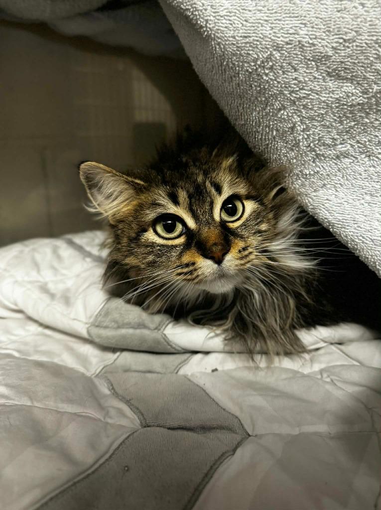 Enlarge Mistletoe, a Adoptable mixed breed in Grand Forks, ND image 1/2