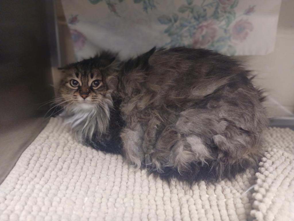 Enlarge Mistletoe, a Adoptable mixed breed in Grand Forks, ND image 2/2