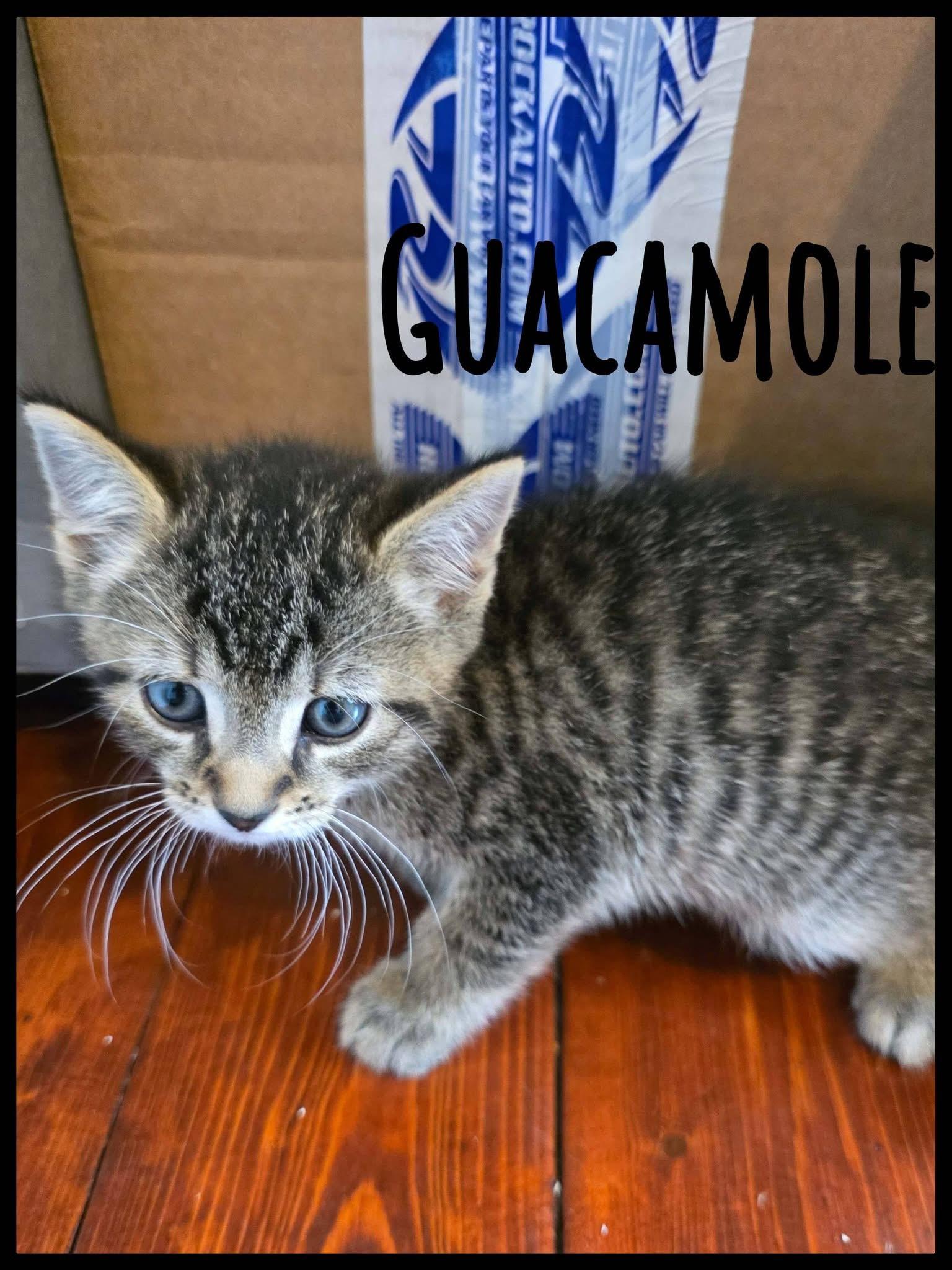 Guacamole kitten , ADOPTABLE, Kitten Female Domestic Short Hair.