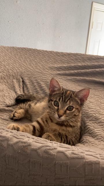 Barbara, Baby Female Domestic Short Hair