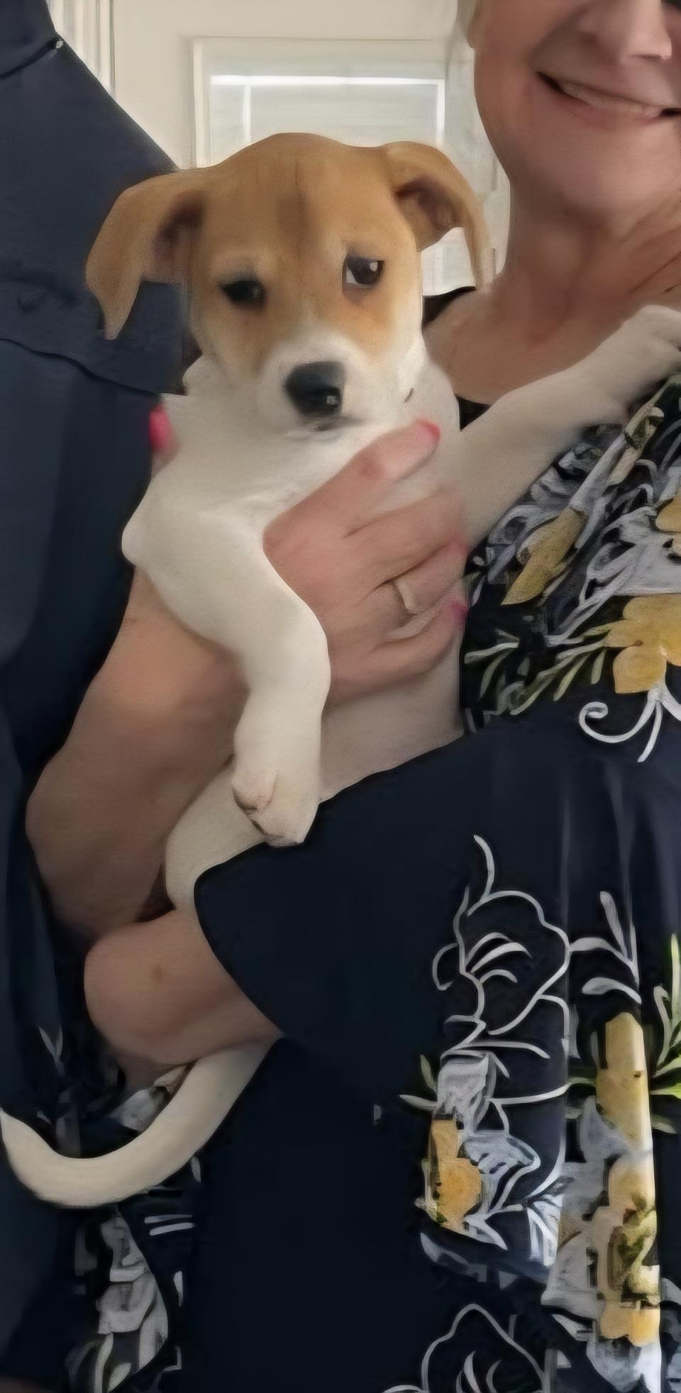 Bree, adopted, Puppy Female Australian Cattle Dog / Blue Heeler.