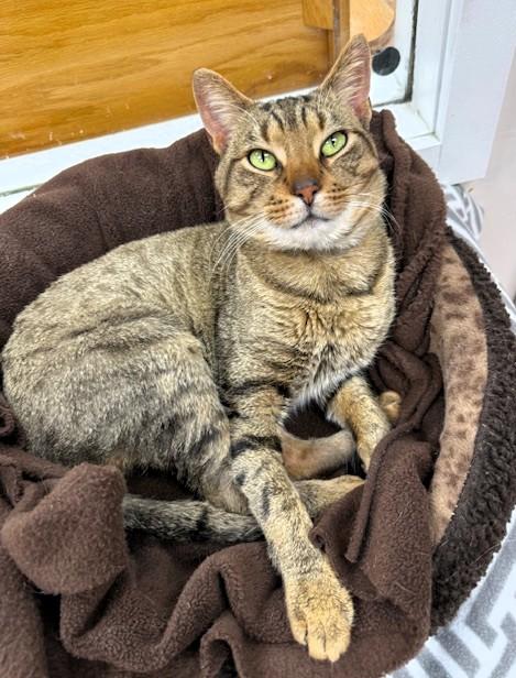 Enlarge Cosmo, a ADOPTABLE Domestic Short Hair in Medina, OH image 1/1