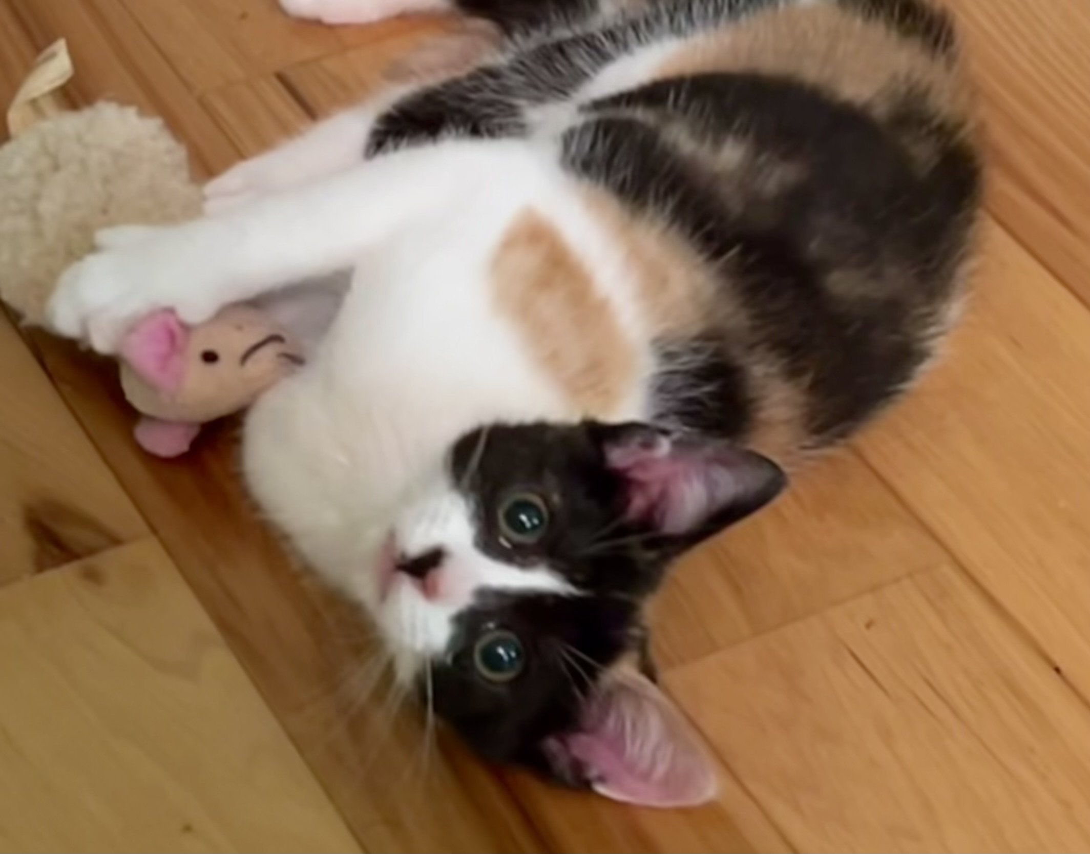 PARIS, a Adopted Calico in Easton, MD image 2/4