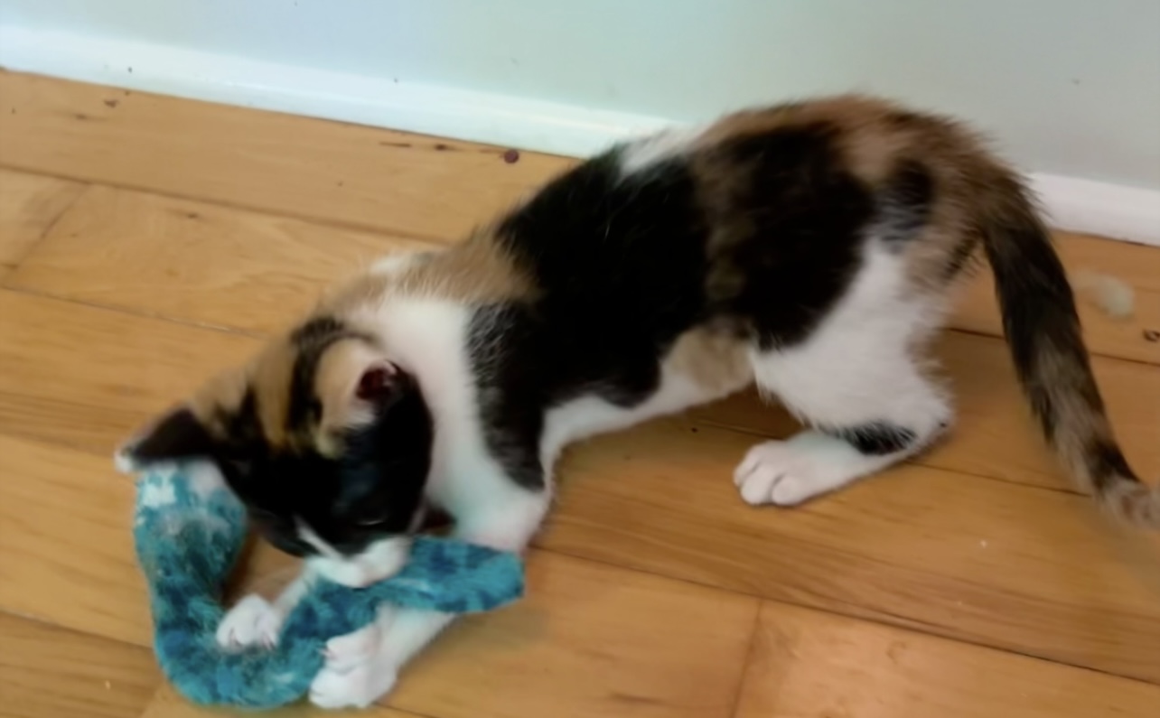 PARIS, a Adopted Calico in Easton, MD image 3/4