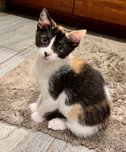 PARIS, Adopted, Young Female Calico.